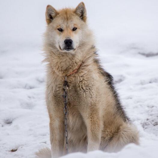 Greenlandic dogs sale